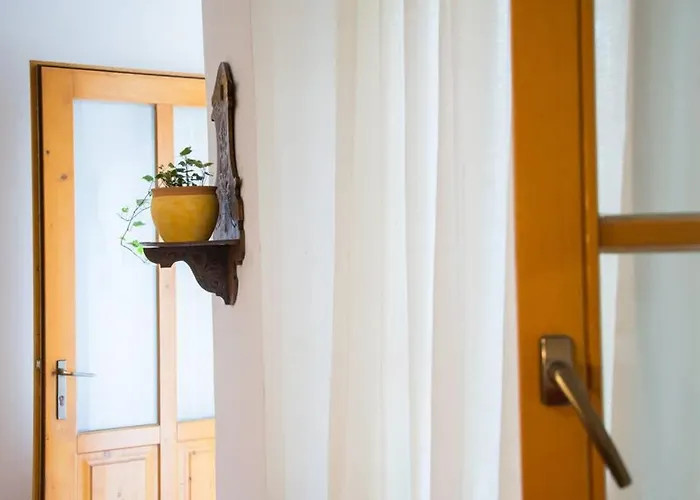 Pine Tree In Historical Centre *